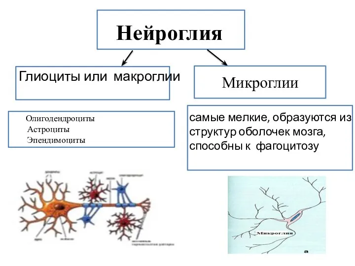 Нейроглия Глиоциты или макроглии Микроглии самые мелкие, образуются из структур оболочек мозга,
