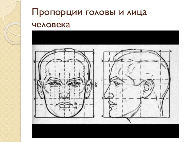 Пропорции головы и лица человека