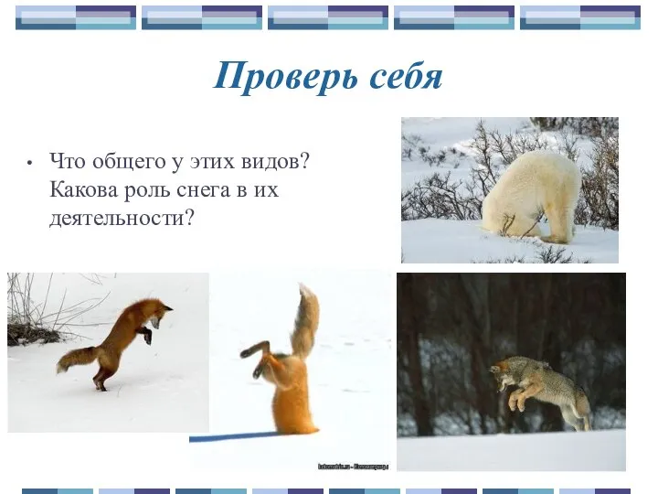 Проверь себя Что общего у этих видов? Какова роль снега в их деятельности?