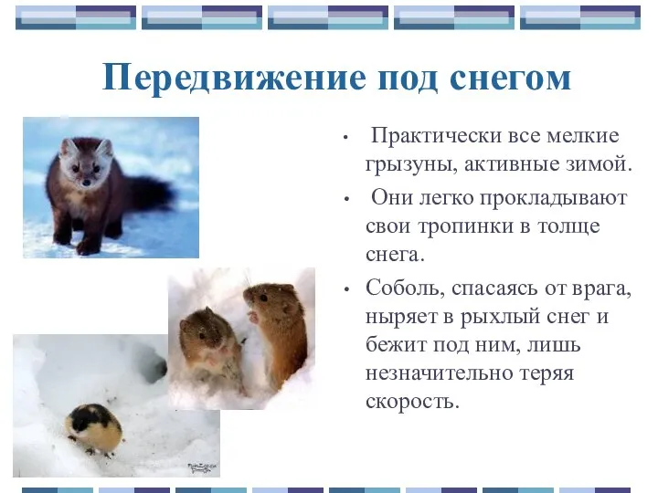 Передвижение под снегом Практически все мелкие грызуны, активные зимой. Они легко прокладывают