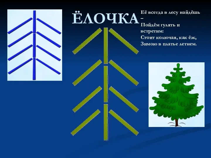 ЁЛОЧКА Её всегда в лесу найдёшь – Пойдём гулять и встретим: Стоит