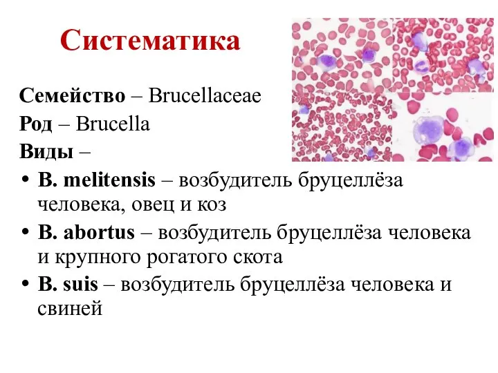 Систематика Семейство – Brucellaceae Род – Brucella Виды – B. melitensis –
