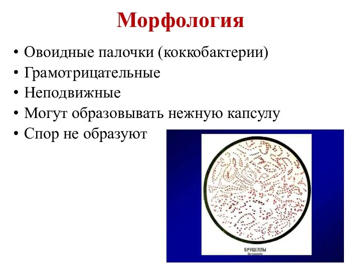 Морфология Овоидные палочки (коккобактерии) Грамотрицательные Неподвижные Могут образовывать нежную капсулу Спор не образуют