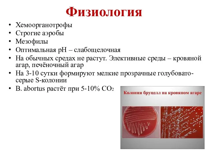 Физиология Хемоорганотрофы Строгие аэробы Мезофилы Оптимальная рН – слабощелочная На обычных средах