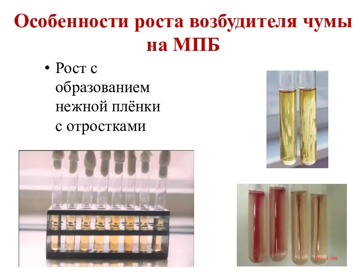 Особенности роста возбудителя чумы на МПБ Рост с образованием нежной плёнки с отростками