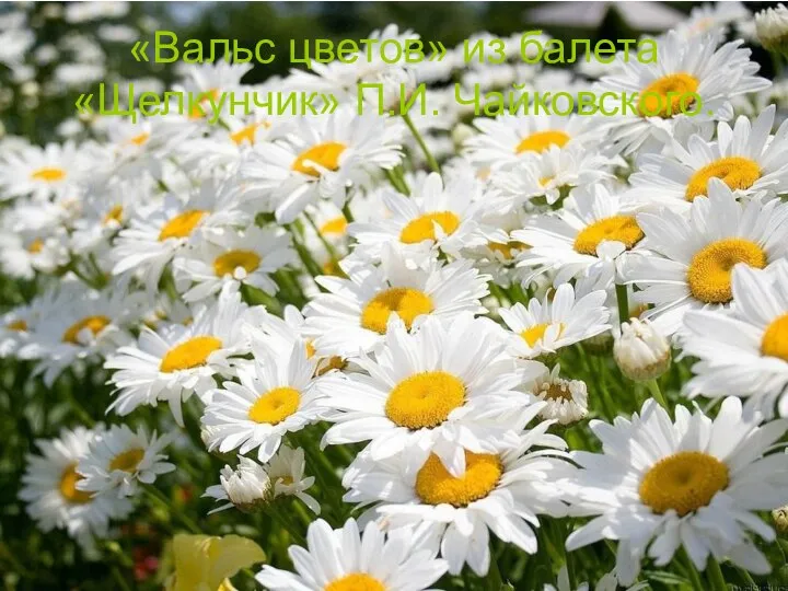 «Вальс цветов» из балета «Щелкунчик» П.И. Чайковского.