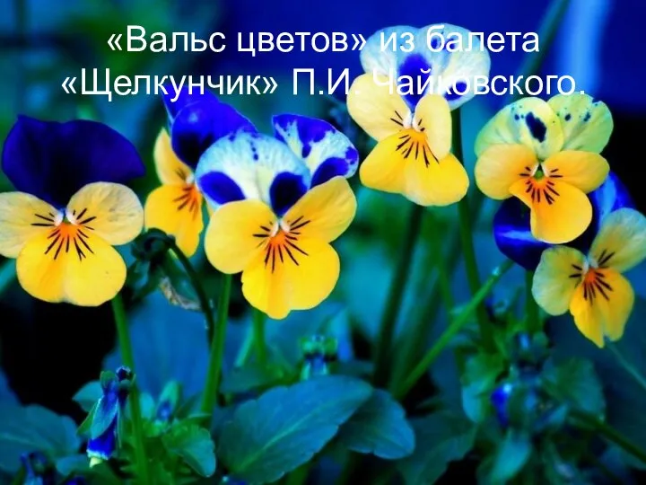 «Вальс цветов» из балета «Щелкунчик» П.И. Чайковского.