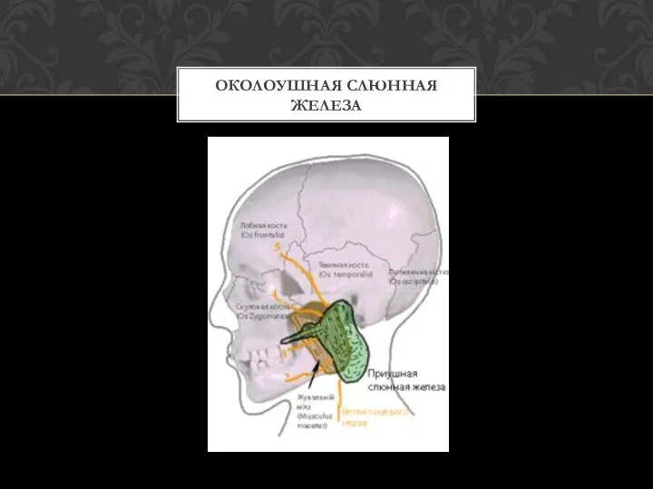 ОКОЛОУШНАЯ СЛЮННАЯ ЖЕЛЕЗА