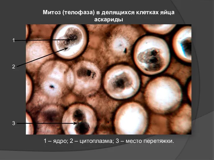 Митоз (телофаза) в делящихся клетках яйца аскариды 1 2 3 1 –