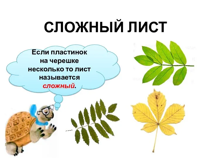 Если пластинок на черешке несколько то лист называется сложный. СЛОЖНЫЙ ЛИСТ