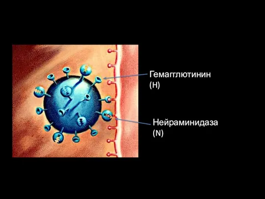 Гемагглютинин (H) Нейраминидаза (N)