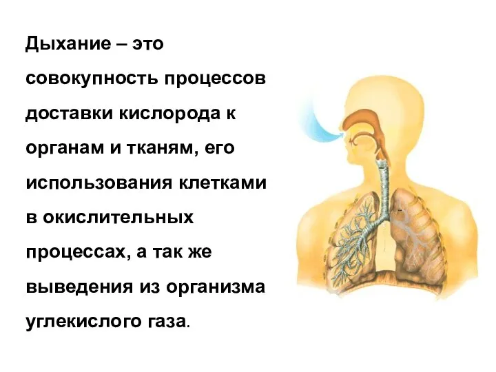 Дыхание – это совокупность процессов доставки кислорода к органам и тканям, его