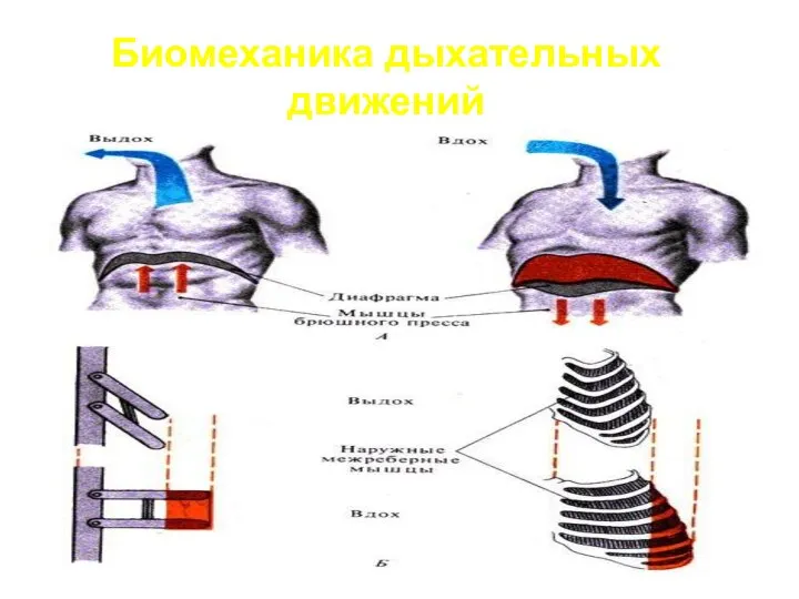 Биомеханика дыхательных движений В результате сокращения основных инспираторных мышц объем грудной полости