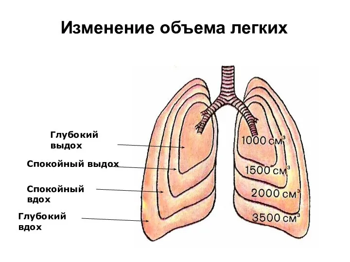 Изменение объема легких Глубокий выдох Спокойный выдох Спокойный вдох Глубокий вдох