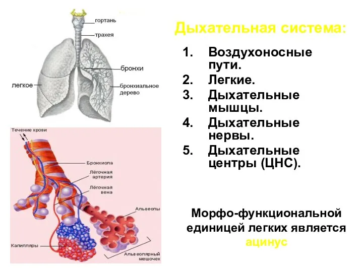 Дыхательная система: Воздухоносные пути. Легкие. Дыхательные мышцы. Дыхательные нервы. Дыхательные центры (ЦНС).