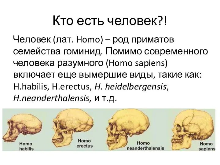 Кто есть человек?! Человек (лат. Homo) – род приматов семейства гоминид. Помимо