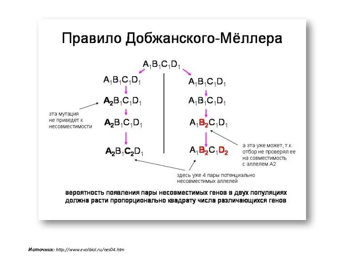 Источник: http://www.evolbiol.ru/nes04.htm