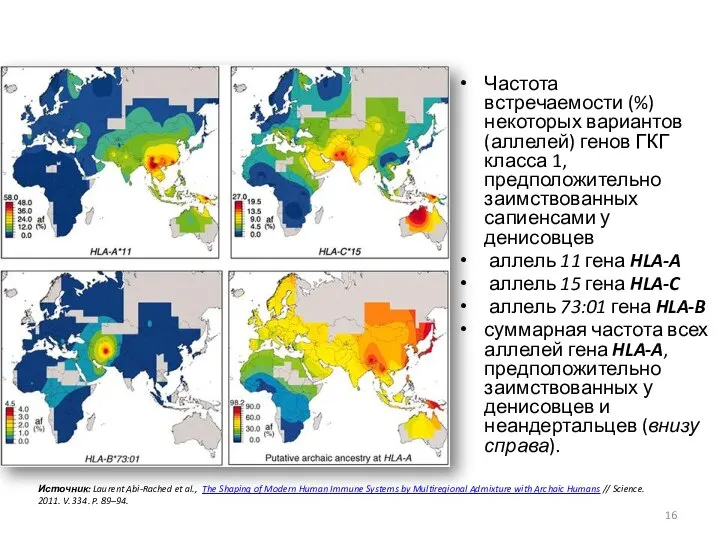 Частота встречаемости (%) некоторых вариантов (аллелей) генов ГКГ класса 1, предположительно заимствованных