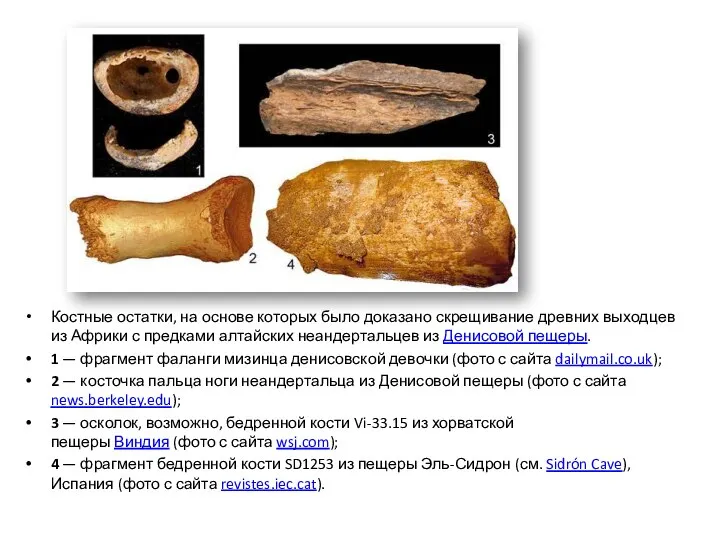 Костные остатки, на основе которых было доказано скрещивание древних выходцев из Африки