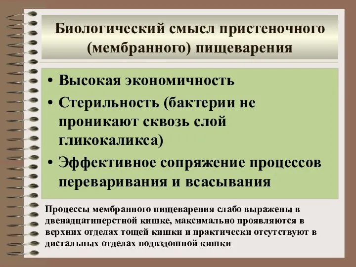 Биологический смысл пристеночного (мембранного) пищеварения Высокая экономичность Стерильность (бактерии не проникают сквозь