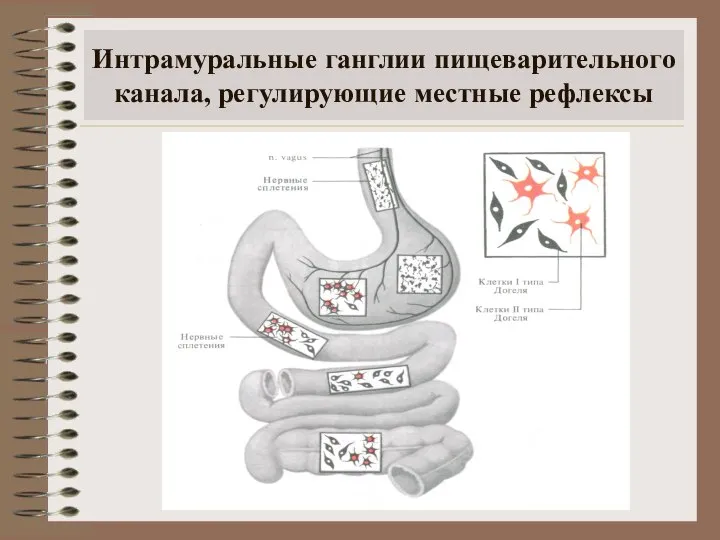 Интрамуральные ганглии пищеварительного канала, регулирующие местные рефлексы