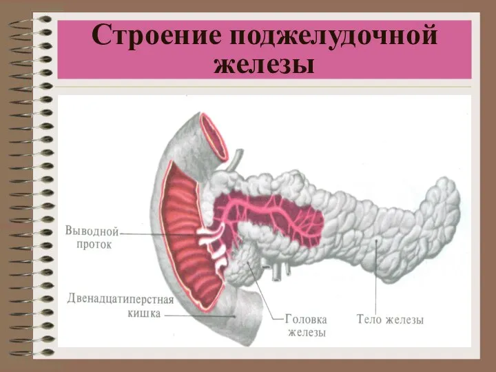 Строение поджелудочной железы