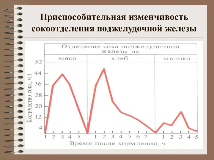 Приспособительная изменчивость сокоотделения поджелудочной железы