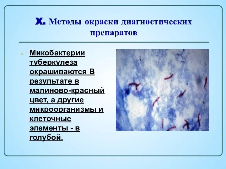 X. Методы окраски диагностических препаратов Микобактерии туберкулеза окрашиваются В результате в малиново-красный