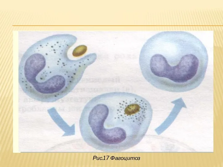 Рис.17 Фагоцитоз