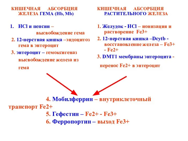 4. Moбилферрин – внутриклеточный транспорт Fe2+ 5. Гефестин – Fe2+ - Fe3+