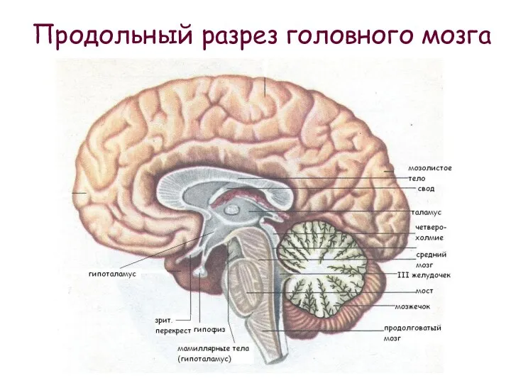 Продольный разрез головного мозга