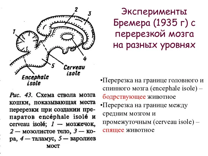 Эксперименты Бремера (1935 г) с перерезкой мозга на разных уровнях Перерезка на