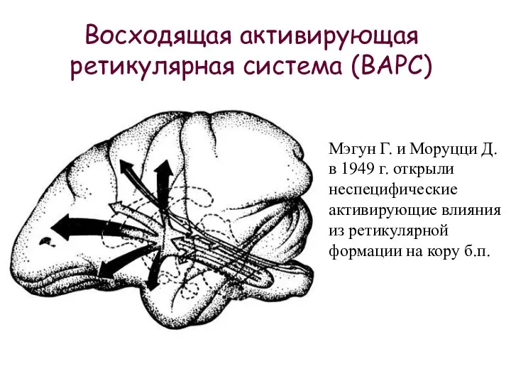 Восходящая активирующая ретикулярная система (ВАРС) Мэгун Г. и Моруцци Д. в 1949