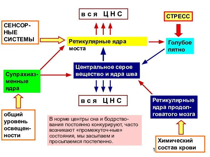 Ретикулярные ядра моста в с я Ц Н С Центральное серое вещество