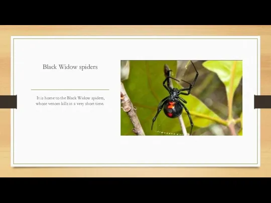 Black Widow spiders It is home to the Black Widow spiders, whose