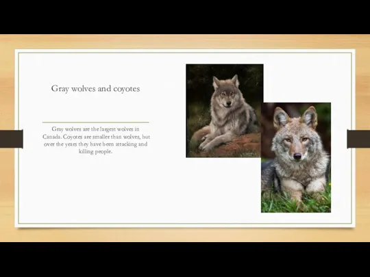 Gray wolves and coyotes Gray wolves are the largest wolves in Canada.