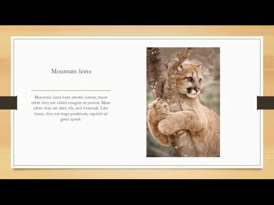Mountain lions Mountain lions have several names, more often they are called