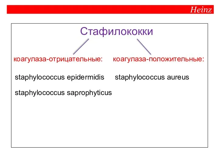 Heinz Стафилококки коагулаза-отрицательные: коагулаза-положительные: staphylococcus aureus staphylococcus epidermidis staphylococcus saprophyticus