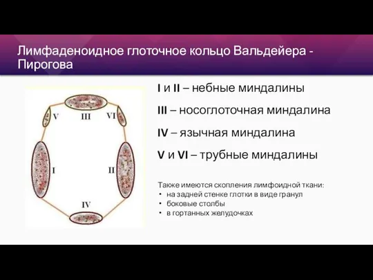 Лимфаденоидное глоточное кольцо Вальдейера - Пирогова I и II – небные миндалины