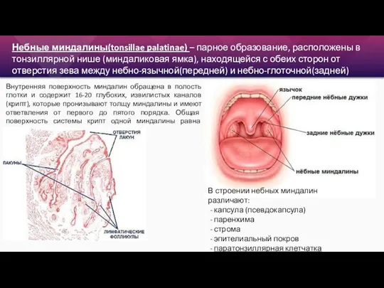 Небные миндалины(tonsillae palatinae) – парное образование, расположены в тонзиллярной нише (миндаликовая ямка),