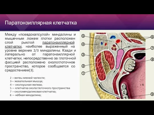 Паратонзиллярная клетчатка Между «псевдокапсулой» миндалины и мышечным ложем глотки расположен слой рыхлой