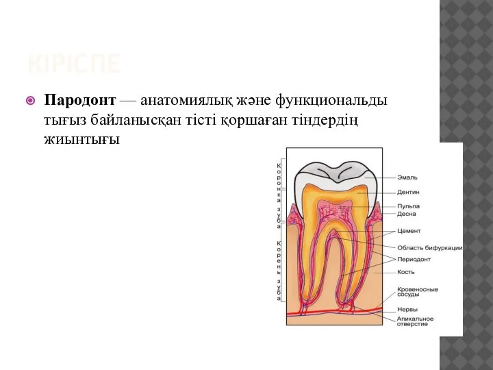 КІРІСПЕ Пародонт — анатомиялық және функциональды тығыз байланысқан тісті қоршаған тіндердің жиынтығы