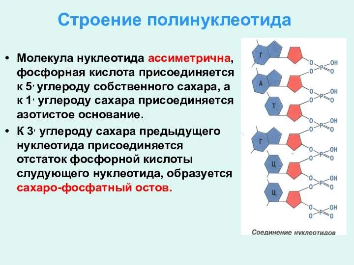 Строение полинуклеотида Молекула нуклеотида ассиметрична, фосфорная кислота присоединяется к 5, углероду собственного