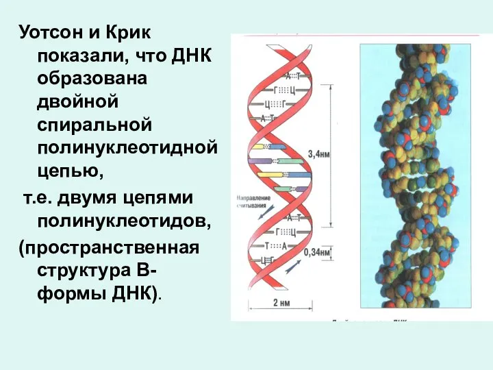 Уотсон и Крик показали, что ДНК образована двойной спиральной полинуклеотидной цепью, т.е.