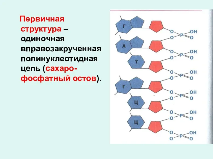 Первичная структура – одиночная вправозакрученная полинуклеотидная цепь (сахаро-фосфатный остов).