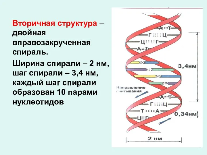 Вторичная структура – двойная вправозакрученная спираль. Ширина спирали – 2 нм, шаг