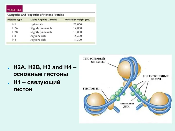 H2A, H2B, H3 and H4 – основные гистоны H1 – связующий гистон