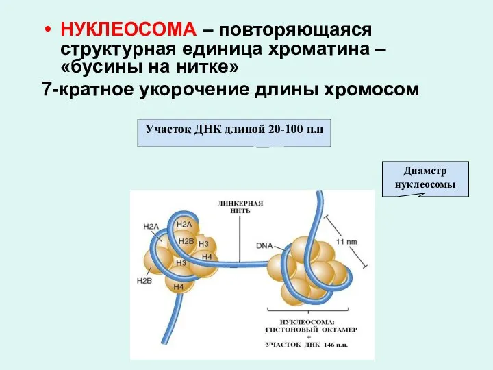 НУКЛЕОСОМА – повторяющаяся структурная единица хроматина – «бусины на нитке» 7-кратное укорочение