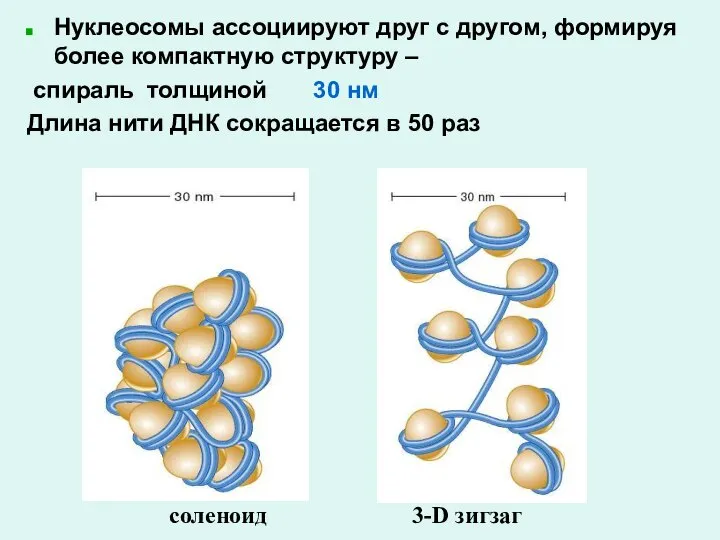 Нуклеосомы ассоциируют друг с другом, формируя более компактную структуру – спираль толщиной