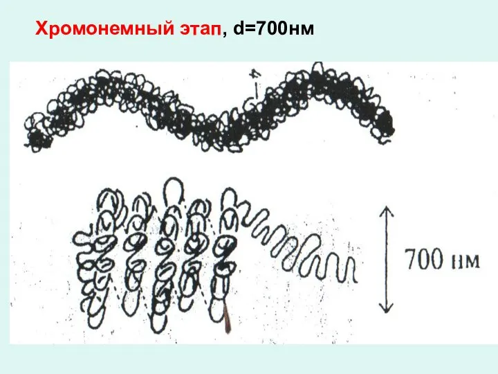 Хромонемный этап, d=700нм